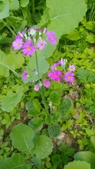 Primula malacoides