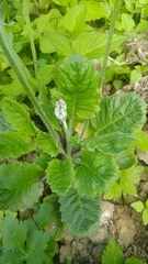 Primula malacoides
