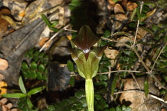 Pterostylis areolata