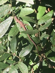 Takydromus kuehnei