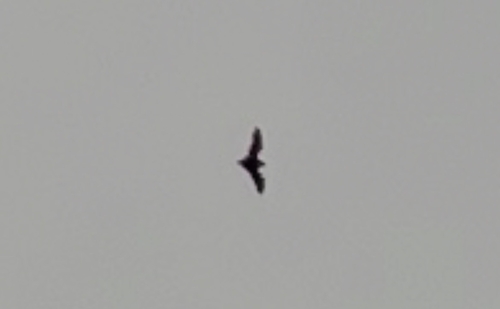 Aeorestes semotus observed 2025-10-25