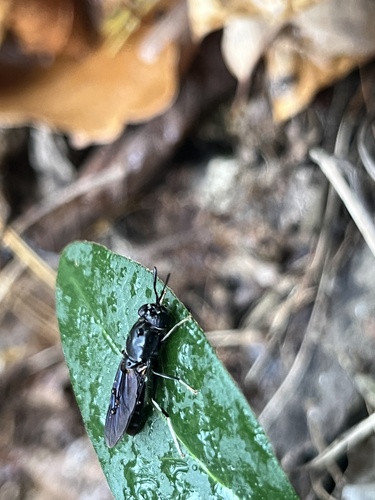 Unknown species found near Vance Gap Rd, Asheville, NC, US
