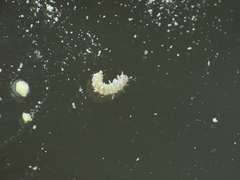 Oryzaephilus surinamensis