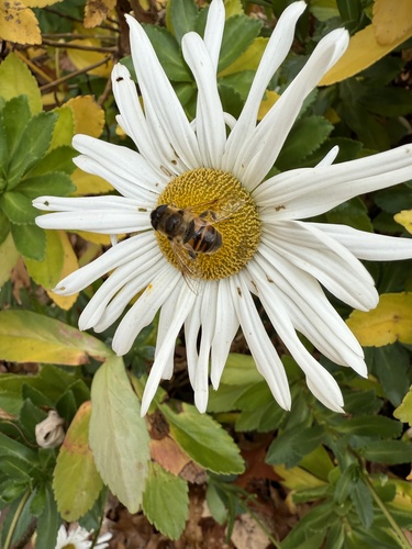 Unknown species found near Grove St, Chester, NJ, US