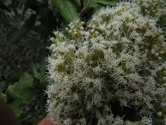 Ageratina asclepiadea