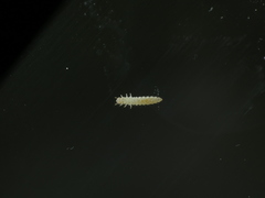 Oryzaephilus surinamensis