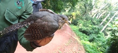 Dusky Long-tailed Cuckoo (Cercococcyx mechowi)