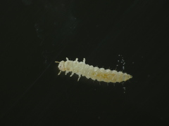 Oryzaephilus surinamensis