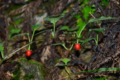 Lycianthes lysimachioides