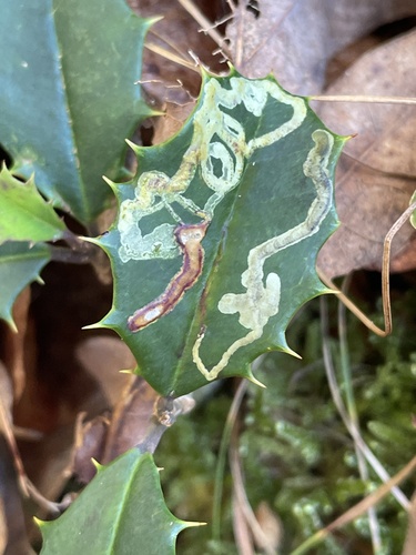 Unknown species found near Ashumet Rd, East Falmouth, MA, US