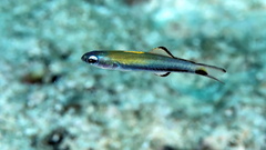 Blackfin Dartfish photo 2