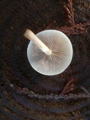 Pholiota decorata
