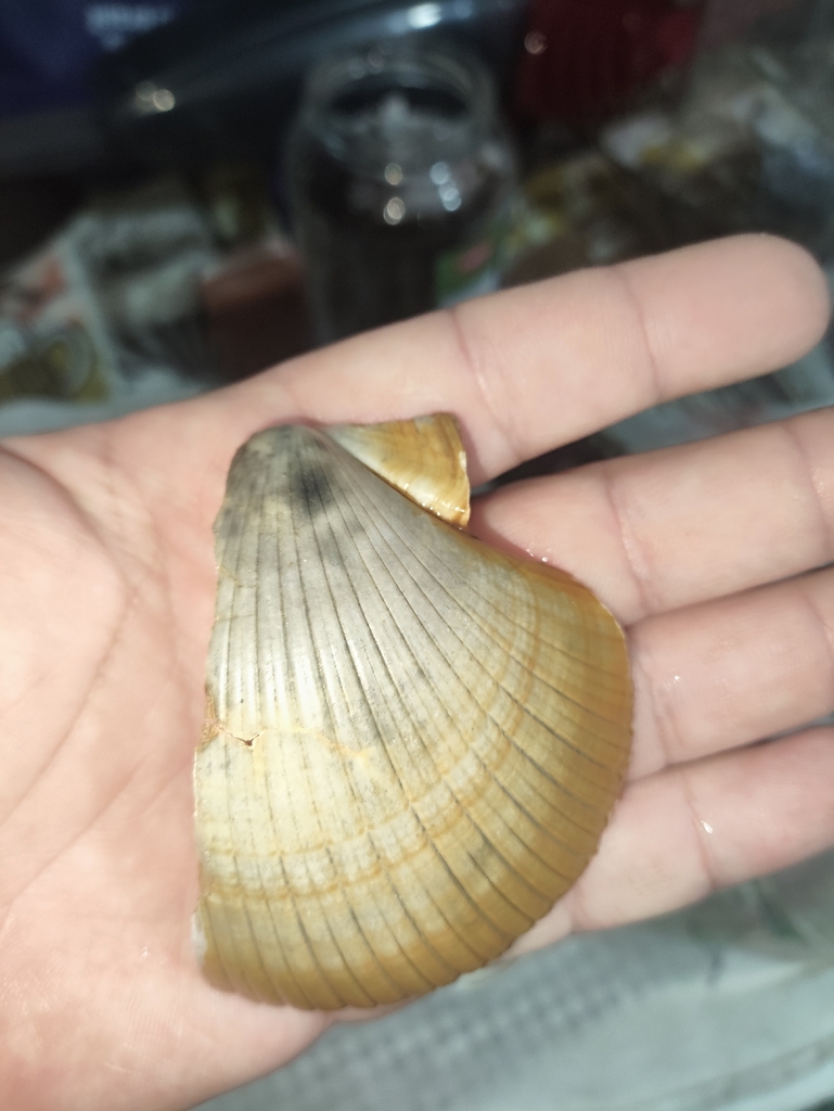Zigzag Scallop
