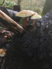 Pholiota decorata