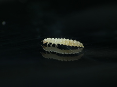 Oryzaephilus surinamensis