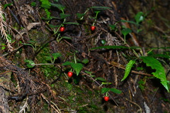 Lycianthes lysimachioides