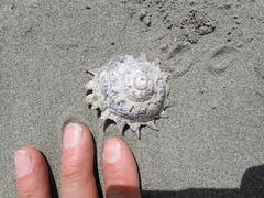 Astraea heliotropium