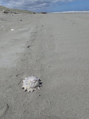 Astraea heliotropium