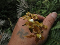 Cyrtochilum divaricatum