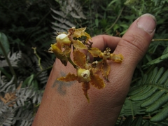 Cyrtochilum divaricatum