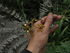 Cyrtochilum divaricatum