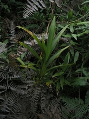 Cyrtochilum divaricatum