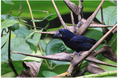 Cyanoloxia cyanoides