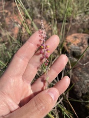 Monnina cuneata