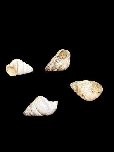 Cochlicella barbara