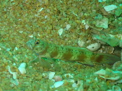 Amblyeleotris latifasciata