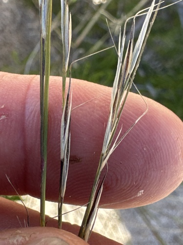 Aristida schiedeana, 2025-10-25