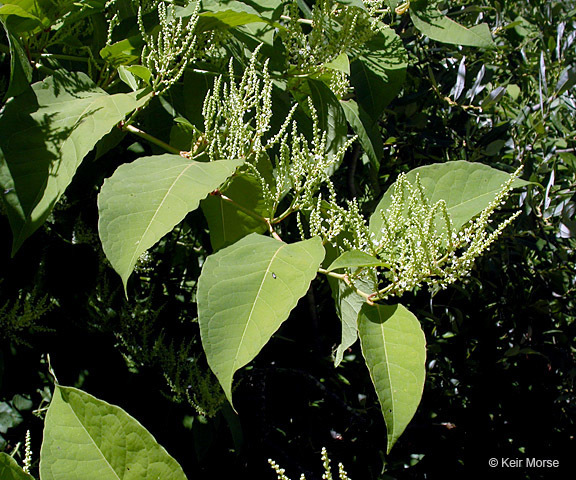 Japanese Knotweed Invasive Plants Of Maryland Inaturalist
