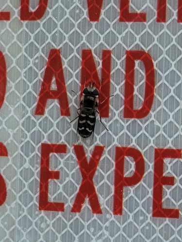 Unknown species found near North District, South Jordan, UT 84095, USA