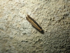 Monopis dimorphella