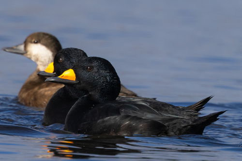 Black Scoter (Melanitta americana)