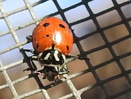 Ladybug