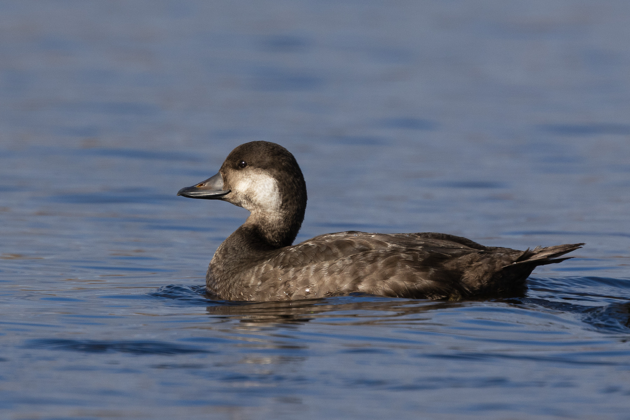 Black Scoter (Melanitta americana)