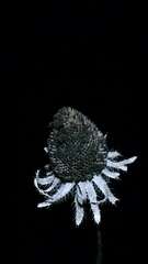 Rudbeckia hirta