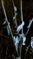 Rudbeckia hirta