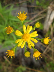 Packera pseudaurea semicordata