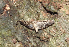 Rhimphaliodes macrostigma