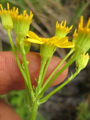 Packera pseudaurea semicordata