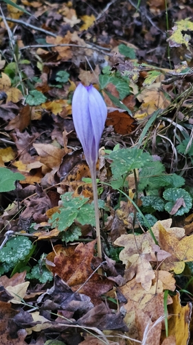 Crocus speciosus, photograph 3