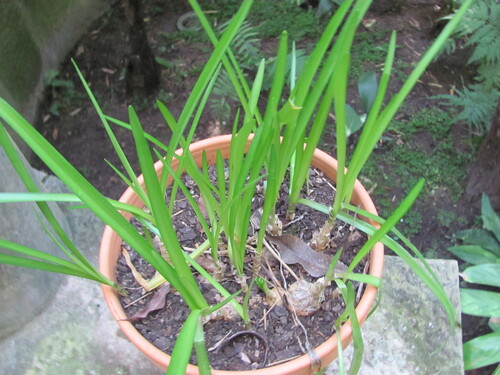 Zephyranthes rosea iNat (2)