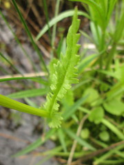 Packera pseudaurea semicordata