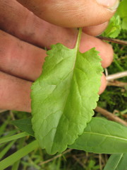 Packera pseudaurea semicordata