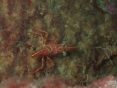 Rhynchocinetes durbanensis