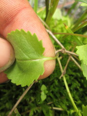 Packera pseudaurea semicordata