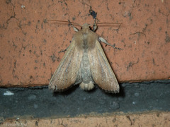 Ichneutica blenheimensis
