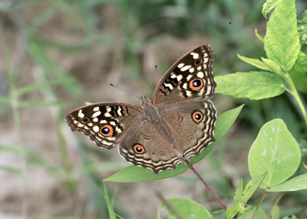 Lemon Pansy